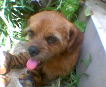 rex sa s'est mon chien il est  fou comme chien